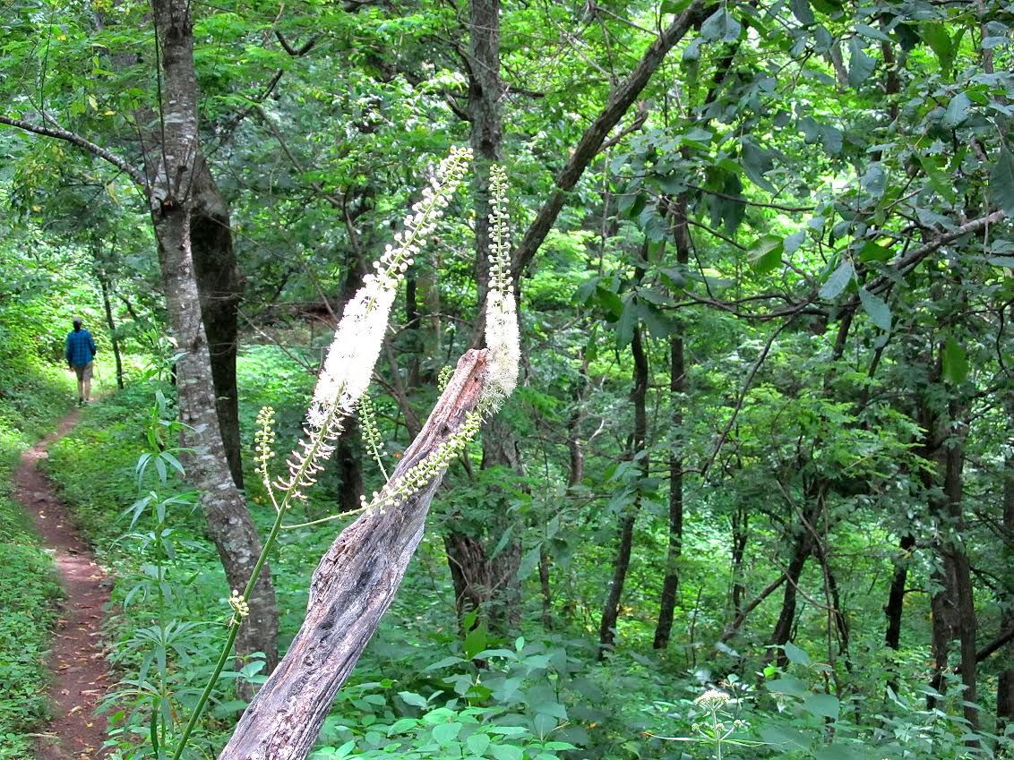 Black Cohosh: Proud and protective